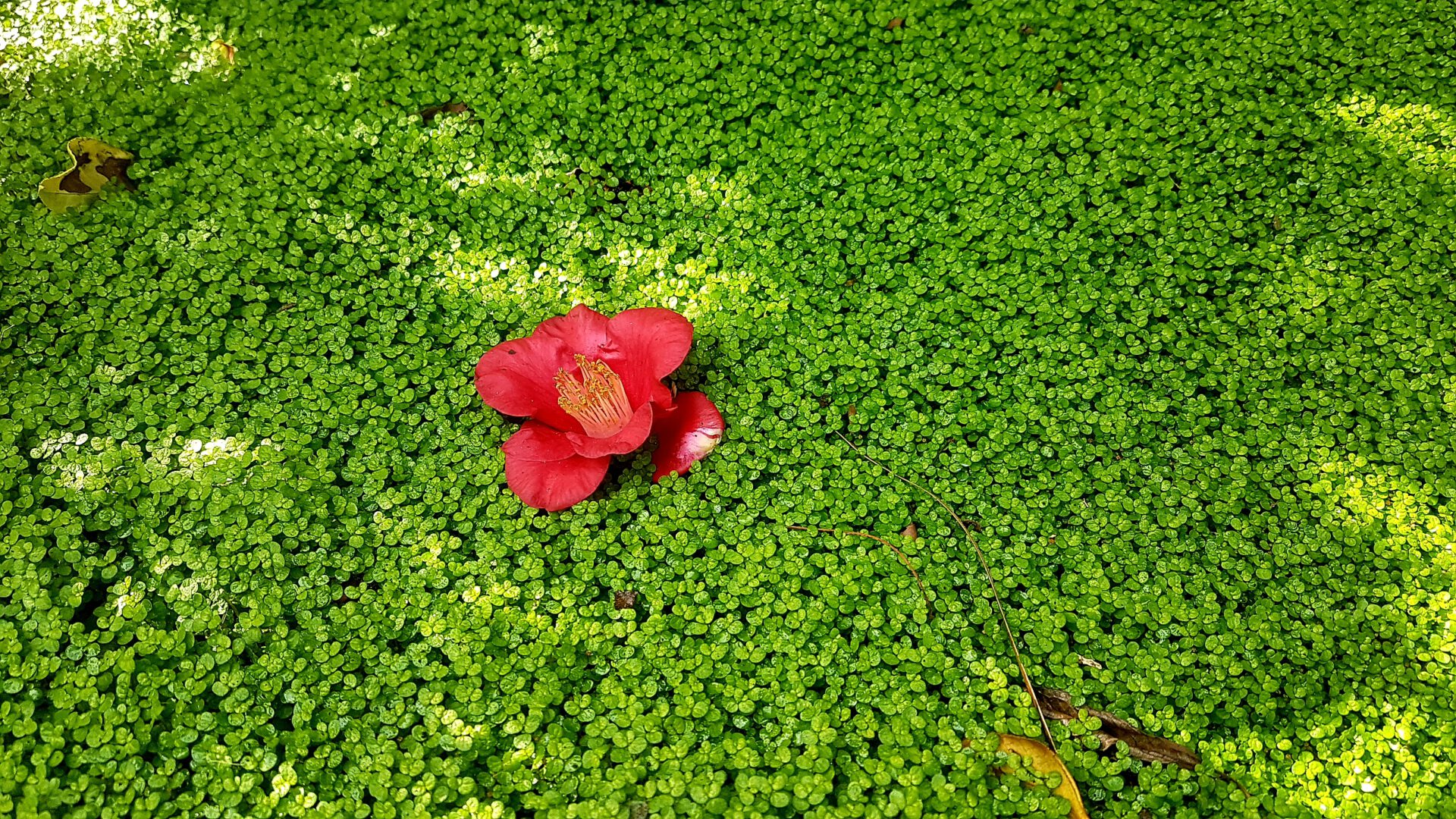 Invite nature into your life!