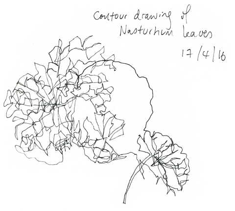 Nasturtium leaves