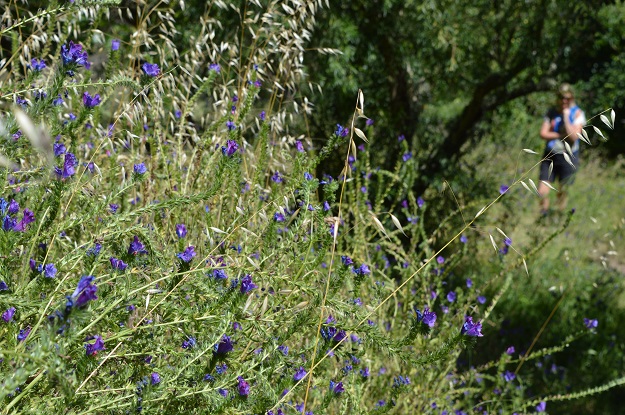 Shinrin-yoku pleasures