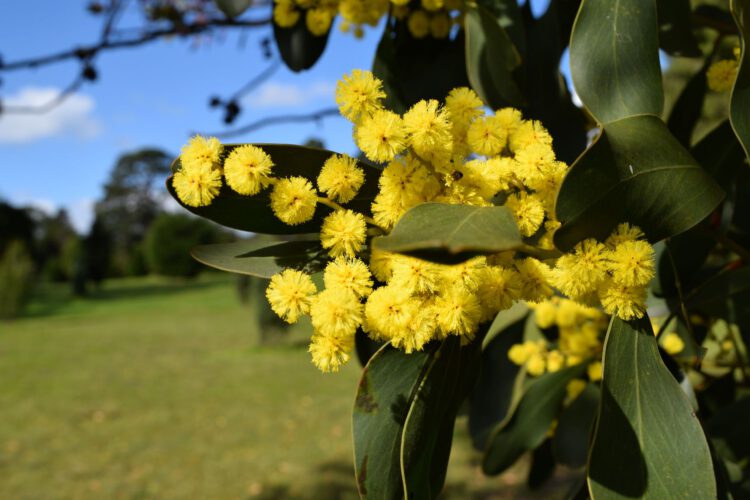 Wattle Flowers