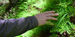 touching ferns
